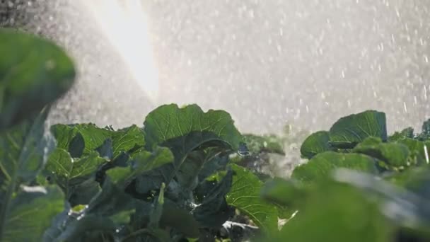 Irrigatie plantaardige plantage. Sprinkler bevloeit plantaardige gewassen. — Stockvideo