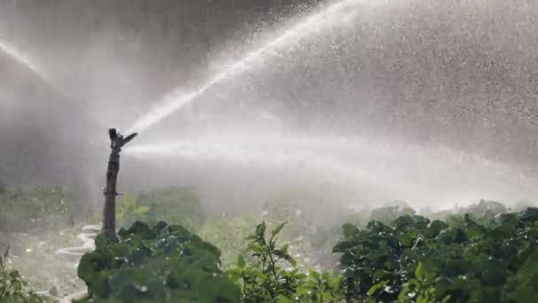 Riego plantación de hortalizas. El aspersor riega los cultivos vegetales . — Vídeo de stock