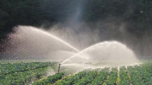 Irrigatie plantaardige plantage. Sprinkler bevloeit plantaardige gewassen. — Stockvideo