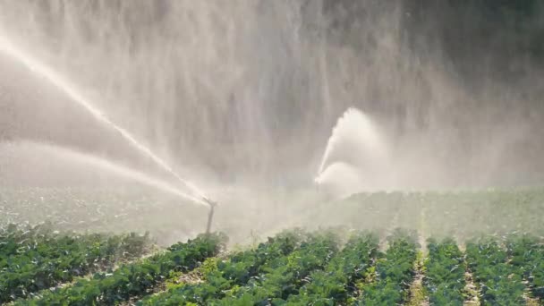 Riego plantación de hortalizas. El aspersor riega los cultivos vegetales . — Vídeos de Stock