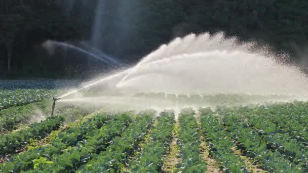 Bewässerung Gemüseplantage. Beregnungsanlage bewässert Gemüsepflanzen. — Stockvideo