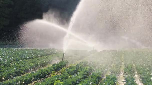 Irrigatie plantaardige plantage. Sprinkler bevloeit plantaardige gewassen. — Stockvideo