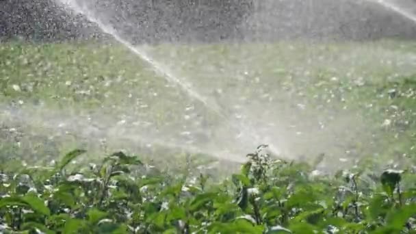 Zavlažování zeleninových plantáží. Postřikovací zavlažuje zeleniny. — Stock video