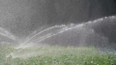 Sulama sebze ekimi. Yağmurlama sebze bitkileri irrigates.