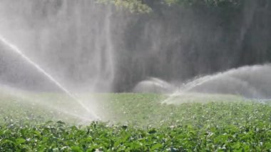 Sulama sebze ekimi. Yağmurlama sebze bitkileri irrigates.