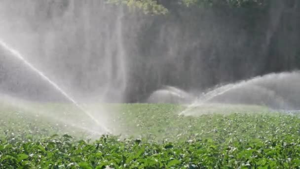 Riego plantación de hortalizas. El aspersor riega los cultivos vegetales . — Vídeo de stock