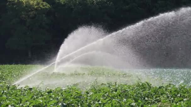 Plantação de legumes de irrigação. Aspersor irriga culturas vegetais . — Vídeo de Stock