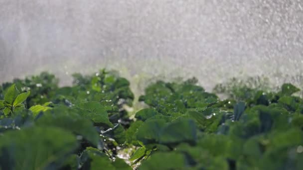 Irrigatie plantaardige plantage. Sprinkler bevloeit plantaardige gewassen. — Stockvideo