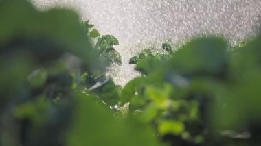 Sulama sebze ekimi. Yağmurlama sebze bitkileri irrigates.