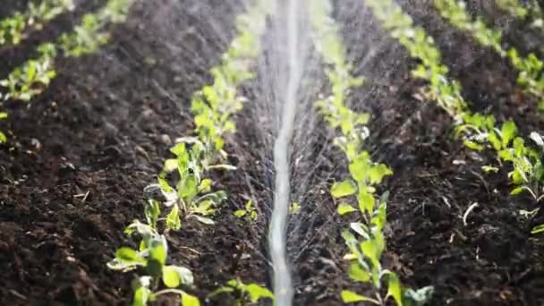 Riego de plantación. El aspersor riega los cultivos vegetales . — Vídeo de stock