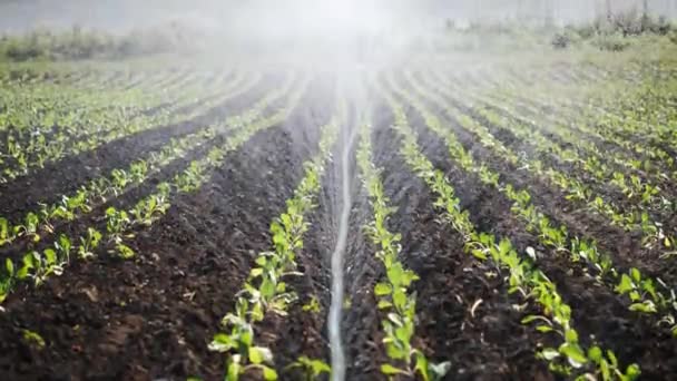 Bewässerung der Plantagen. Beregnungsanlage bewässert Gemüsepflanzen. — Stockvideo