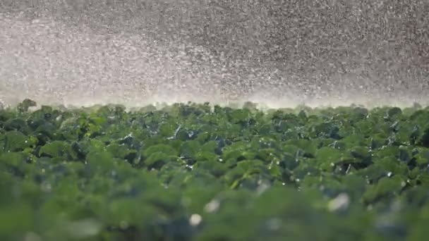 灌漑野菜農園。スプリンクラー灌漑作物の野菜. — ストック動画