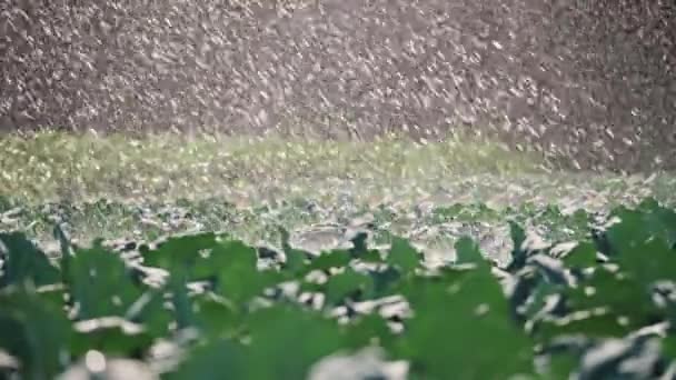 Riego plantación de hortalizas. El aspersor riega los cultivos vegetales . — Vídeo de stock