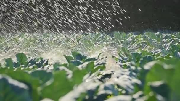 Irrigatie plantaardige plantage. Sprinkler bevloeit plantaardige gewassen. — Stockvideo