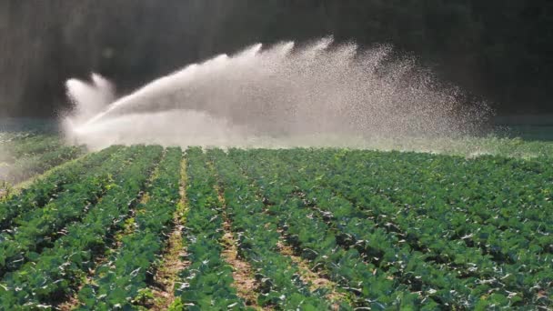 Riego plantación de hortalizas. El aspersor riega los cultivos vegetales . — Vídeo de stock