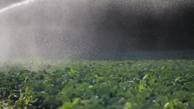Sulama sebze ekimi. Yağmurlama sebze bitkileri irrigates.
