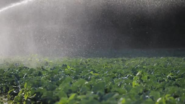 Bewässerung Gemüseplantage. Beregnungsanlage bewässert Gemüsepflanzen. — Stockvideo