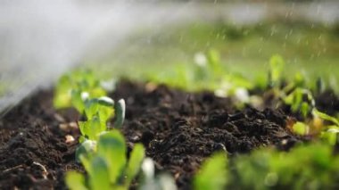 Sulama çiftliğin close-up. Sahada yeşil genç fidan