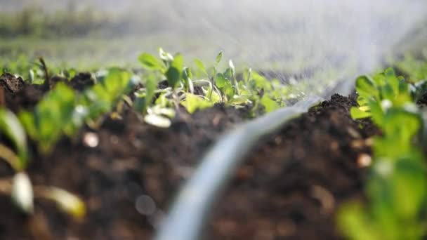 Close-up de irrigação de plantação. Aspersor irriga culturas vegetais . — Vídeo de Stock