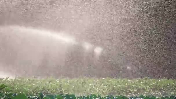 Irrigatie plantaardige plantage. Sprinkler bevloeit plantaardige gewassen. — Stockvideo