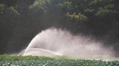 Sulama sebze ekimi. Yağmurlama sebze bitkileri irrigates.