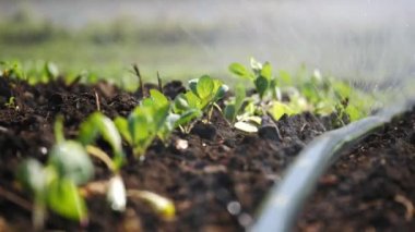 Sulama çiftliğin close-up. Yağmurlama sebze bitkileri irrigates.