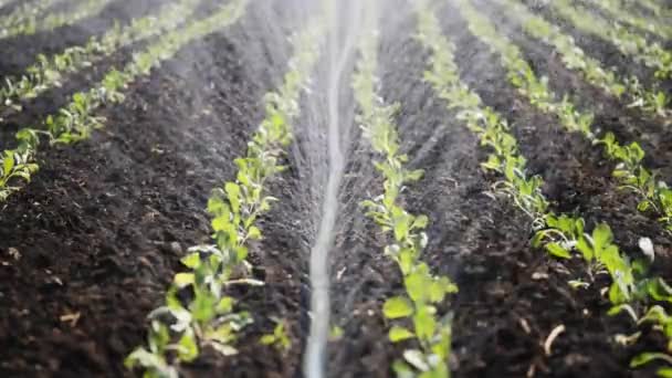 농장의 관개입니다. 스프링 irrigates 채소 작물. — 비디오