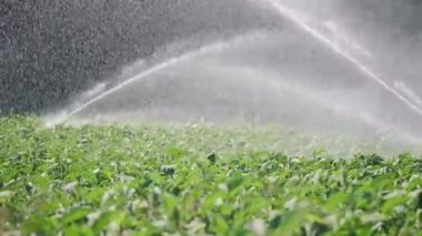Sulama sebze ekimi. Yağmurlama sebze bitkileri irrigates.