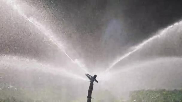 Irrigatie plantaardige plantage. Sprinkler bevloeit plantaardige gewassen. — Stockvideo