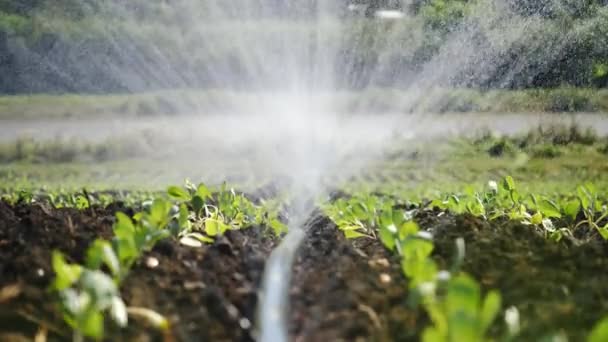 Öntözés ültetvény. Sprinkler irrigates növényi kultúrák. — Stock videók