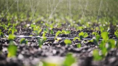 Sulama çiftliğin Close-Up.