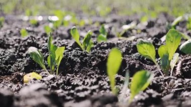 Genç fidan Bahçe bir yatağı boyunca kamera hareketi.
