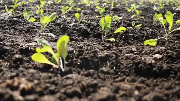 Mouvement de la caméra le long d'un lit de jardin de jeunes semis . — Video