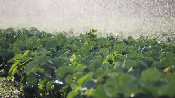 Bewässerung Gemüseplantage. Beregnungsanlage bewässert Gemüsepflanzen. — Stockvideo