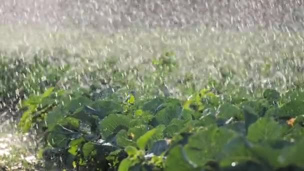 Irrigatie plantaardige plantage. Sprinkler bevloeit plantaardige gewassen. — Stockvideo