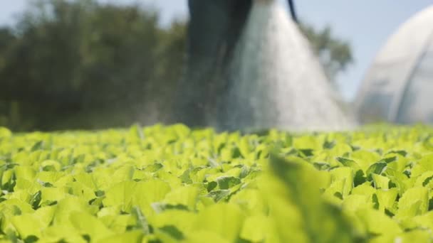 Landwirt bewässert von Sämlingen Chinakohl. Nahaufnahme. — Stockvideo