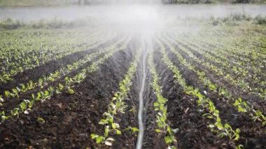 Sulama Ekim. Yağmurlama sebze bitkileri irrigates.