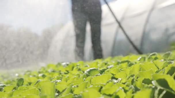 L'agriculteur irrigue les jeunes plants verts sur le terrain près d'une serre. Gros plan — Video