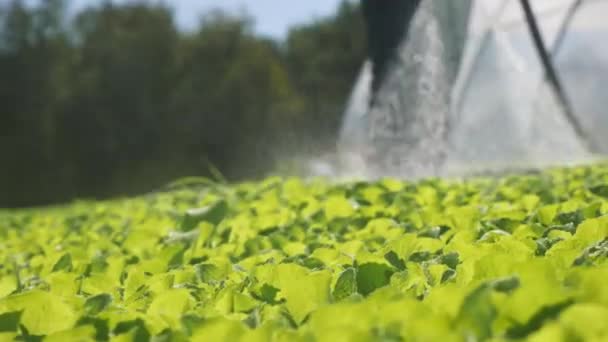 L'agriculteur irrigue les jeunes plants verts sur le terrain près d'une serre. Gros plan — Video