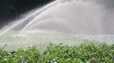 Sulama sebze ekimi. Yağmurlama sebze bitkileri irrigates.