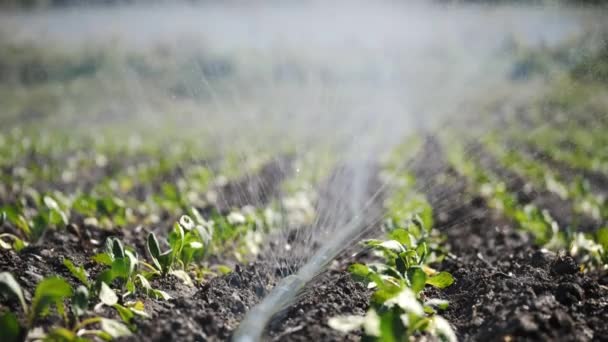 Primer plano del riego de plantaciones . — Vídeo de stock