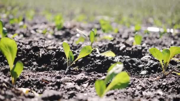 Movimiento de cámara a lo largo de una cama de jardín de plántulas jóvenes . — Vídeo de stock