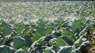 Sulama sebze ekimi. Yağmurlama sebze bitkileri irrigates.