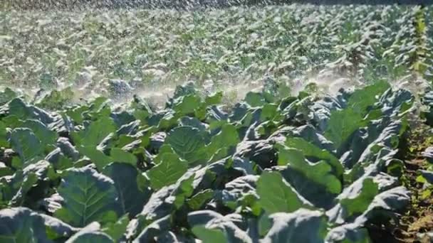 Bewässerung Gemüseplantage. Beregnungsanlage bewässert Gemüsepflanzen. — Stockvideo