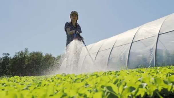 Pretty farmer irrigates green young seedlings on the field near the greenhouse — Stock Video