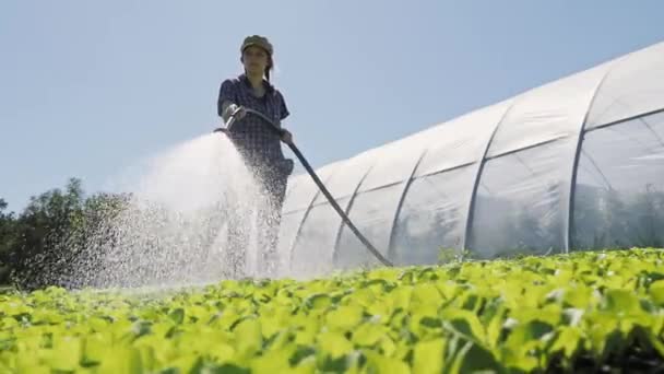 Hezká farmář zavlažuje zelené mladé sazenice na poli poblíž skleníku — Stock video