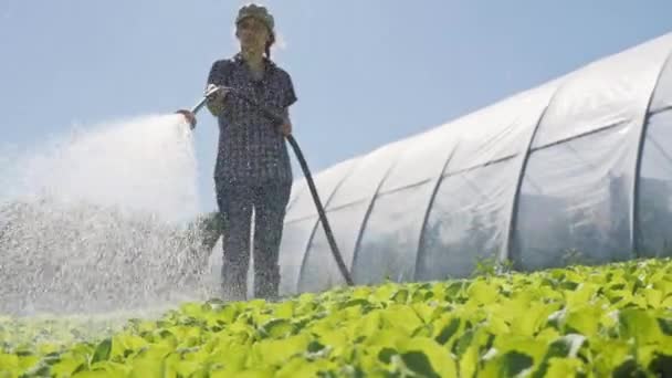 Pretty farmer irrigates green young seedlings on the field near the greenhouse — Stock Video