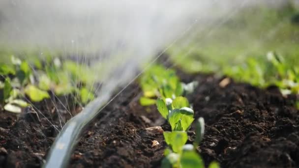 Close-up van irrigatie van plantage. — Stockvideo
