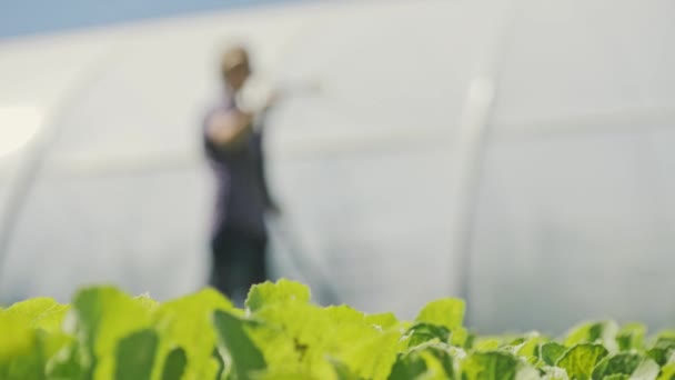 Hezká farmář zavlažuje zelené mladé sazenice na poli poblíž skleníku — Stock video