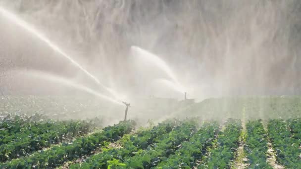 Irrigatie plantaardige plantage. Sprinkler bevloeit plantaardige gewassen. — Stockvideo